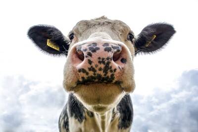 AgroLingua | Cows show little interest in loudspeakers