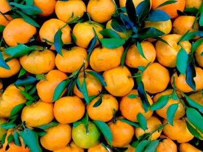 AgroLingua | Mandarins: Sweet citrus fruit that packs a punch