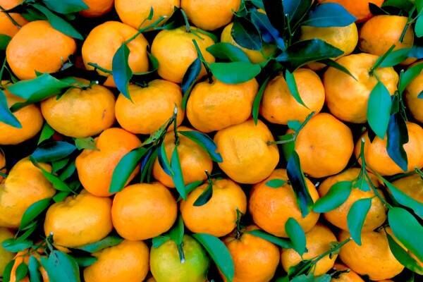 Mandarijnen: Citrusfruit met pit (of zonder)