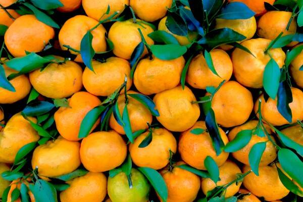 AgroLingua | Mandarins: Sweet citrus fruit that packs a punch